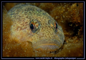 Face to face with this young Bullhead, freshwater sculpin... by Michel Lonfat 